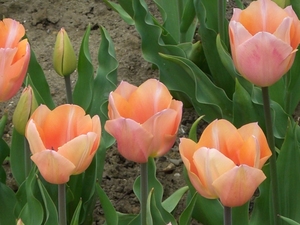Tulipa 'Apricot Beauty'_0003.JPG